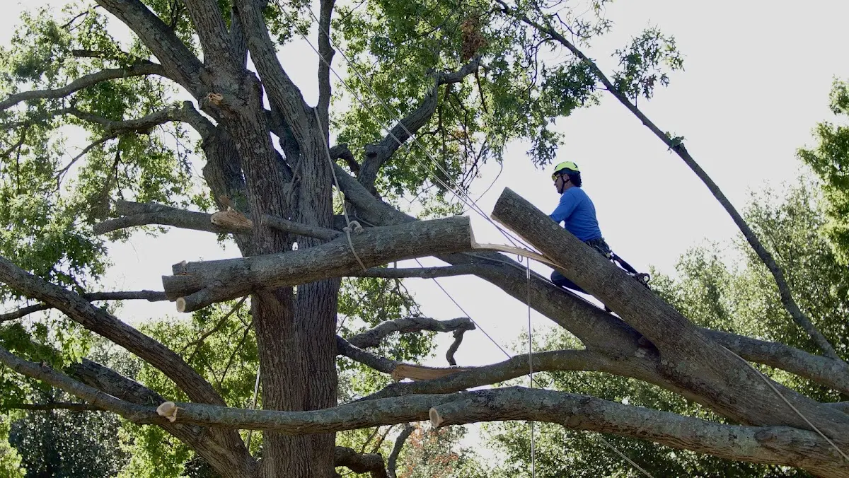 Professional Hazardous Tree Removal performed by certified arborists in Greensboro