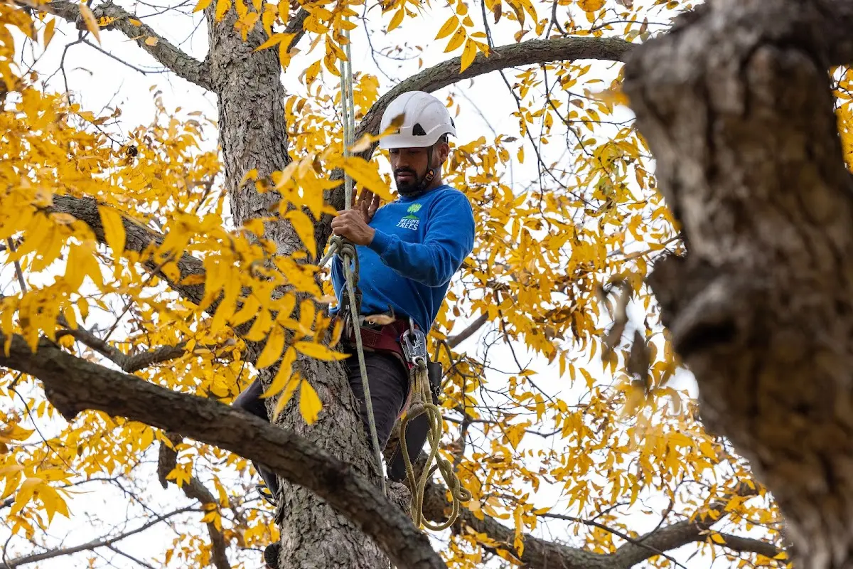 Skilled Storm Damage Cleanup crew working in Greensboro